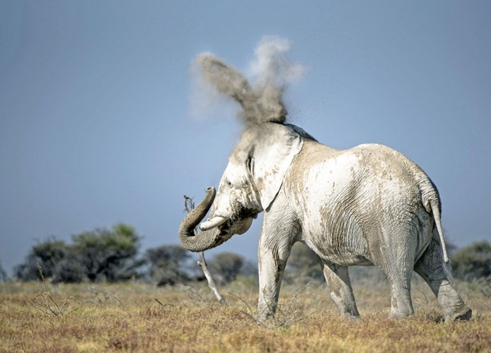 Đầm mình trong một vũng bùn toàn đất sét trắng, voi con bị đồng loại kỳ thị vì mang một thân 