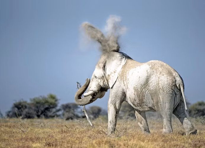 Đầm mình trong một vũng bùn toàn đất sét trắng, voi con bị đồng loại kỳ thị vì mang một thân 