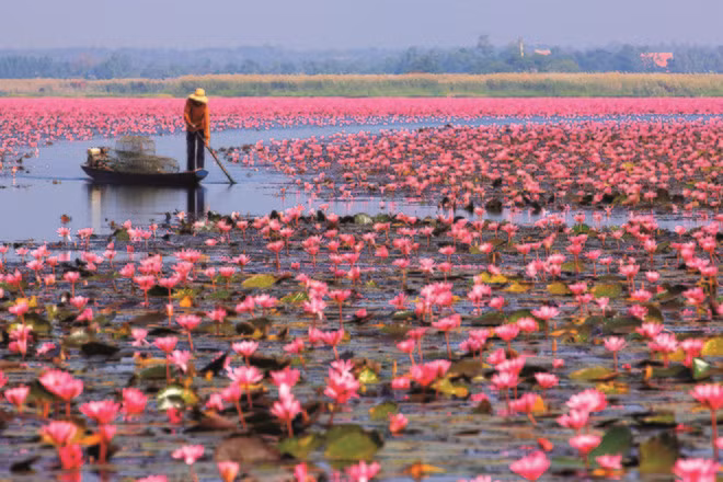 Cách Nong Khai 55 km, Udon Thani là tỉnh có nền kinh tế phát triển hơn. Một trong số đó là Red Lotus Sea trồng hàng triệu bông hoa sen, súng, bừng nở từ tháng 11 đến tháng 2 năm sau. Khách đến đây sẽ được ngồi thuyền đi dọc lòng hồ để đến gần hơn những bông hoa rực rỡ.