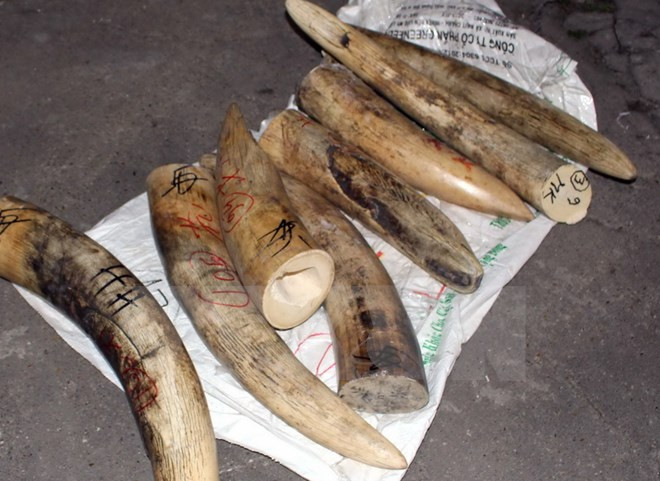 Tang vật một vụ vận chuyển ngà voi bị thu giữ. (Ảnh minh họa)