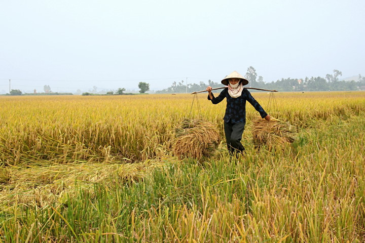 Nón trên đồng ruộng ở nông thôn.