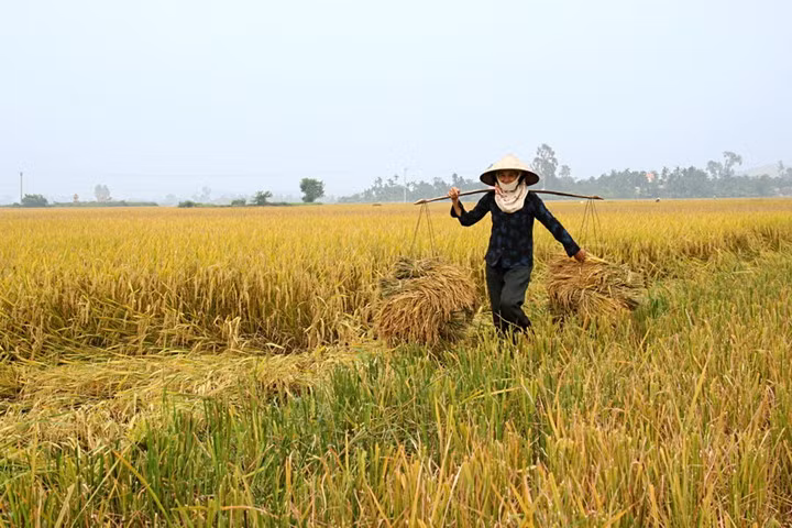 Nón trên đồng ruộng ở nông thôn.