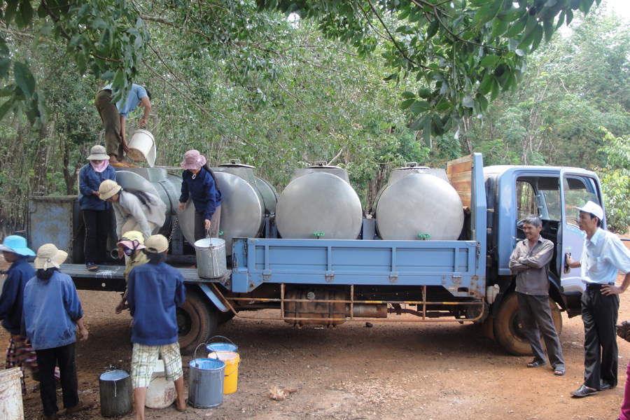 Thu hoạch mủ cao su. Thu hoạch mủ cao su.