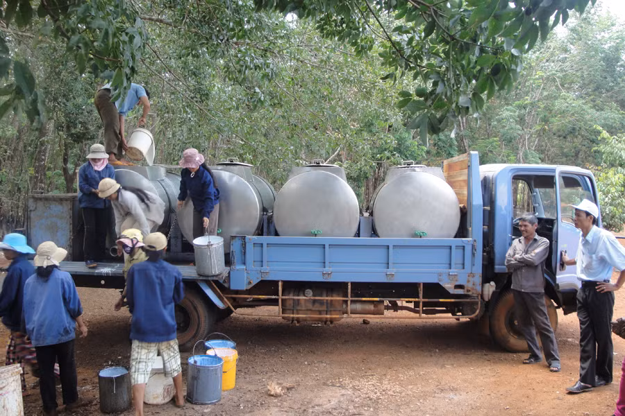 Thu hoạch mủ cao su.