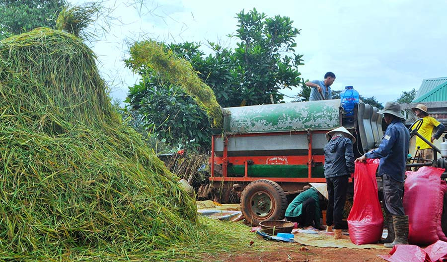 Làng Sơr có tới 4 chiếc máy tuốt do người dân tự sắm để phục vụ cho nhu cầu của gia đình mình cũng như bà con. Ảnh: T.D Làng Sơr có tới 4 chiếc máy tuốt do người dân tự sắm để phục vụ cho nhu cầu của gia đình mình cũng như bà con.