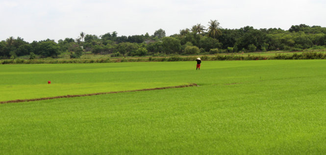 Nhìn cánh đồng này tại Ea Lê (Ea Súp) cứ ngỡ đang ở một vùng quê của Quảng Nam. Nhìn cánh đồng này tại Ea Lê (Ea Súp) cứ ngỡ đang ở một vùng quê của Quảng Nam.