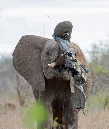 Nhìn thấy chiếc quần jean rách, chú voi này thích thú nghịch ngợm mà không biết rằng hành động của nó trông chẳng khác nào một bang chủ cái bang chính hiệu.