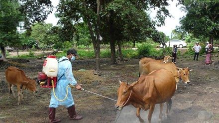 Phun thuốc tiêu độc, khử trùng. Phun thuốc tiêu độc, khử trùng.