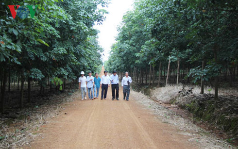 Những lô cao su xanh tốt ở vùng biên giới của Binh đoàn 15