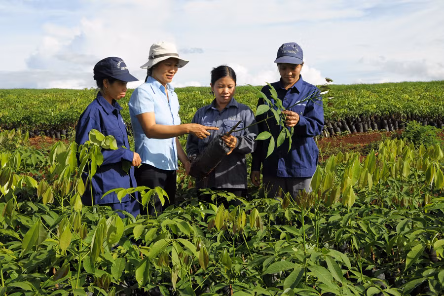 Hướng dẫn kỹ thuật ghép giống cao su.
