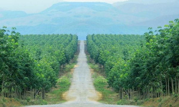 Mảng cao su tiếp tục gây thua lỗ cho công ty của ông Đoàn Nguyên Đức. Mảng cao su tiếp tục gây thua lỗ cho công ty của ông Đoàn Nguyên Đức.