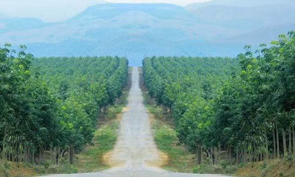 Mảng cao su tiếp tục gây thua lỗ cho công ty của ông Đoàn Nguyên Đức.