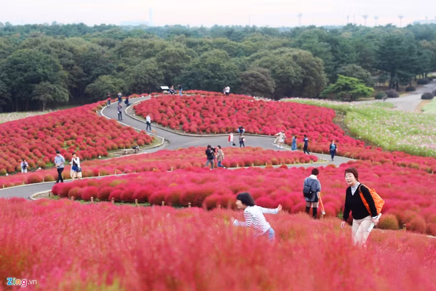 Chưa hoàn toàn chuyển màu, song đồi cỏ đã thu hút không ít du khách trong nước và du khách.