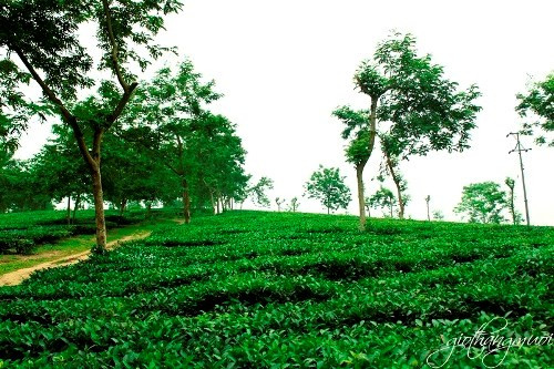 Đồi chè ở Thanh Sơn, Phú Thọ: Bạn sẽ không khỏi choáng ngợp và ngỡ ngàng nếu lạc trong đồi chè ngút ngàn còn bảng lảng sương sớm; những người công nhân hái chè lầm lũi trên cánh đồng hay thấp thoáng bóng những người nông dân đạp xe chầm chậm trong sương sớm, đi băng qua những con đường mòn quanh cánh đồng chè.