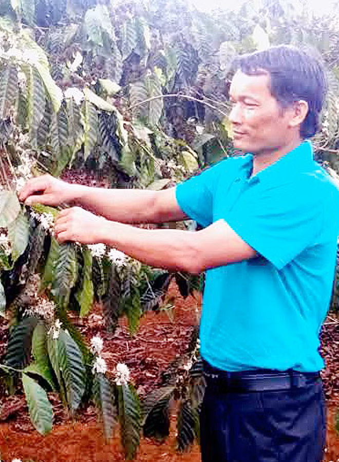 Y Nhứi chăm sóc vườn cà phê của gia đình. Ảnh: H.T
