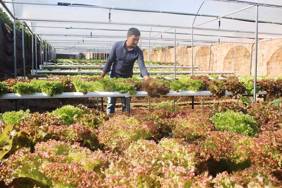 Năng suất rau trồng theo phương pháp thủy canh cao hơn khoảng 30% so với bình thường. 