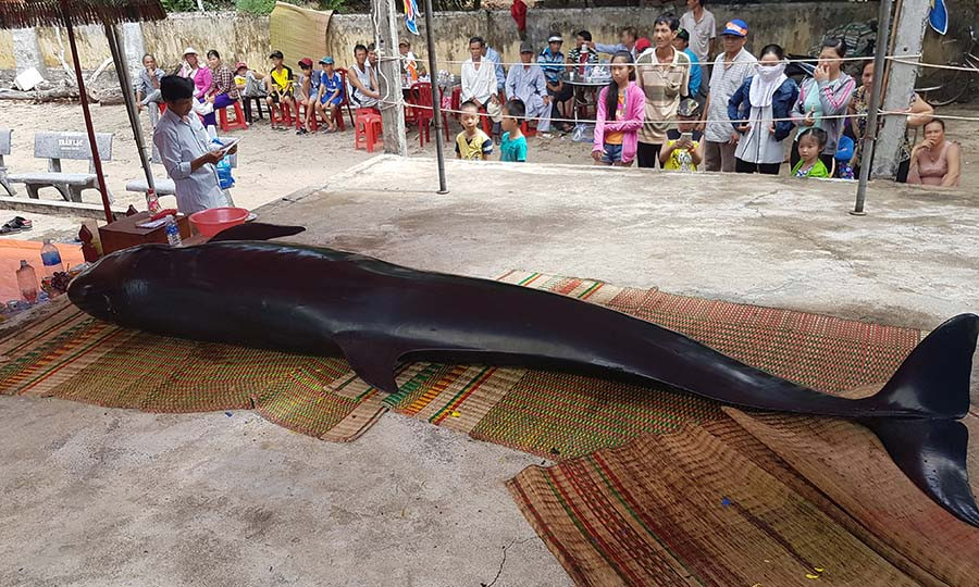 Cá Voi dạt vào bờ. Ảnh: Thi Phú