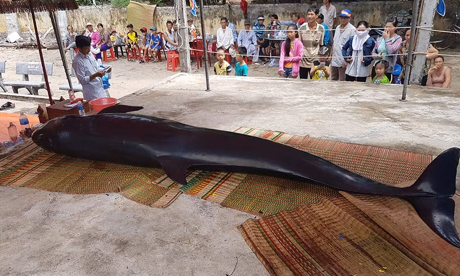 Cá Voi dạt vào bờ. Ảnh: Thi Phú Cá Voi dạt vào bờ. Ảnh: Thi Phú