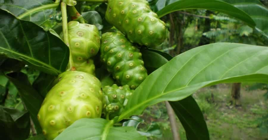 Lá nhàu tươi, quả nhàu chín, vỏ cây, rễ nhàu đều là vị thuốc chữa bệnh. Lá nhàu tươi, quả nhàu chín, vỏ cây, rễ nhàu đều là vị thuốc chữa bệnh.