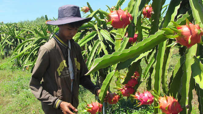 Thanh long sẽ có cơ hội vào thị trường Úc khó tính. Thanh long sẽ có cơ hội vào thị trường Úc khó tính.