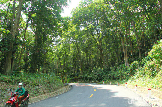 Đường Quốc lộ 7 xuyên qua cánh rừng khoảng 1 km.