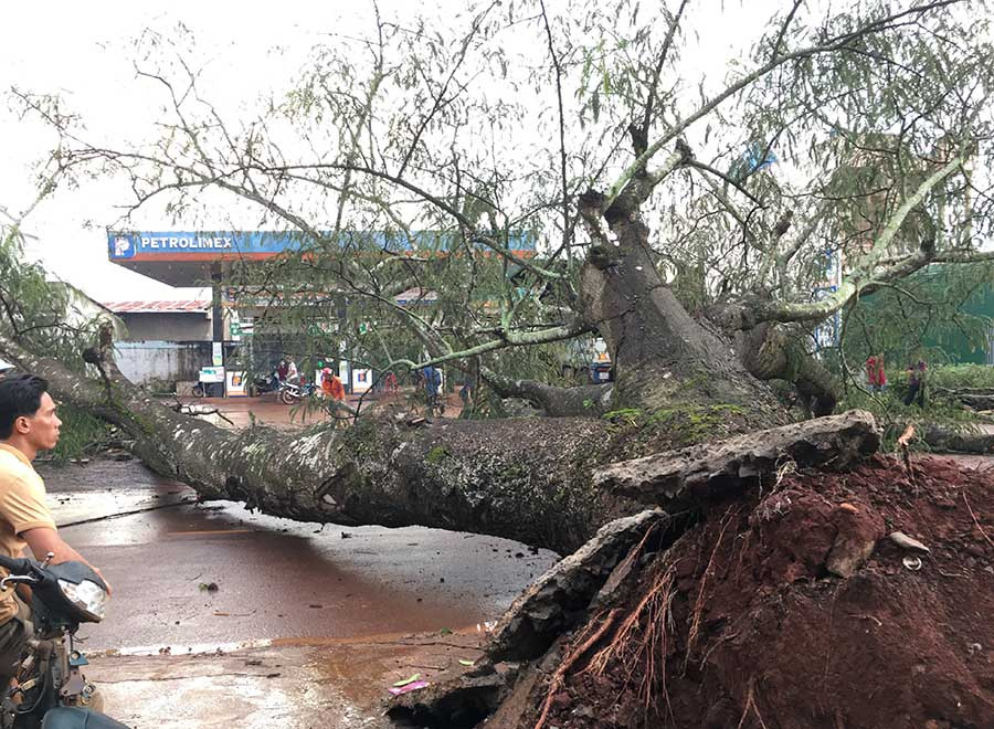 Cây cổ thụ bị bật gốc chắn ngang quốc lộ 19B. Ảnh: An Nhiên Cây cổ thụ bị bật gốc chắn ngang quốc lộ 19B. Ảnh: An Nhiên