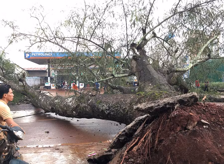 Cây cổ thụ bị bật gốc chắn ngang quốc lộ 19B. Ảnh: An Nhiên
