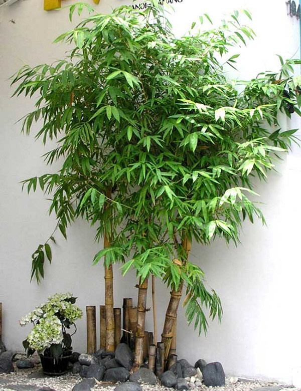 Cây tre, trúc thường được trồng trước nhà với mong muốn mang lại may mắn.