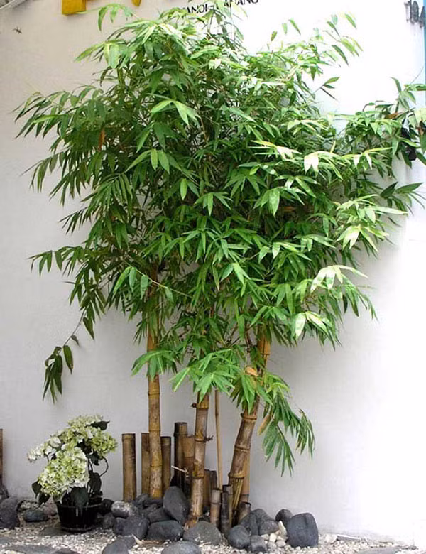 Cây tre, trúc thường được trồng trước nhà với mong muốn mang lại may mắn.