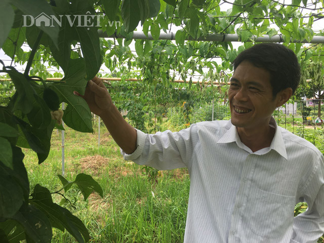 Ưu điểm của mô hình này là giúp giảm thiểu tình trạng côn trùng, sâu bệnh cho cây trồng. Trong ảnh anh Thiện bên những cây gấc sạch.