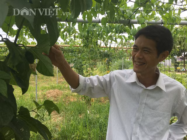 Ưu điểm của mô hình này là giúp giảm thiểu tình trạng côn trùng, sâu bệnh cho cây trồng. Trong ảnh anh Thiện bên những cây gấc sạch.