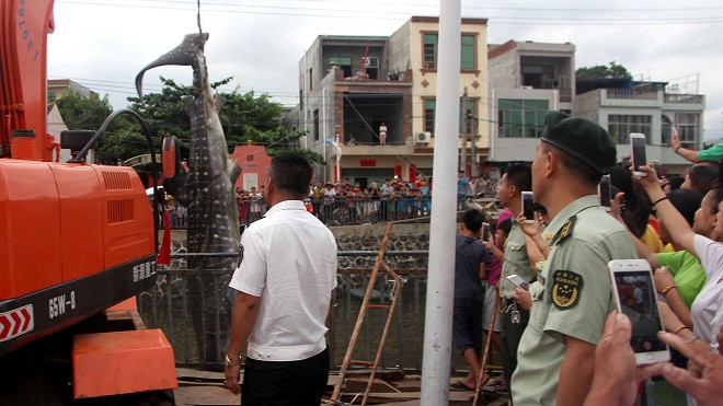 Sau khi đến hiện trường, các chuyên gia xác nhận đây là một con cá mập voi đã chết