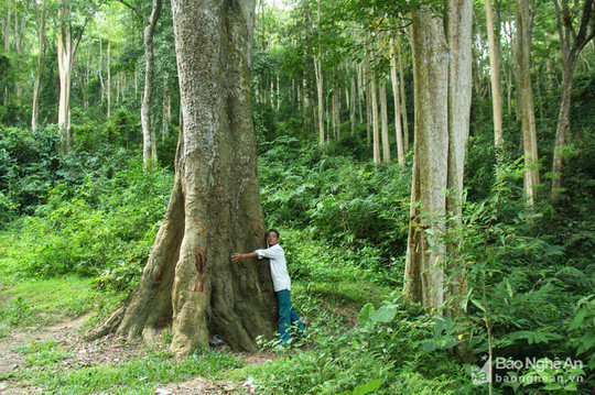 Ông Vi Dương Cảnh, 1 trong 11 hộ hiện nay được giao nhiệm vụ giữ rừng.