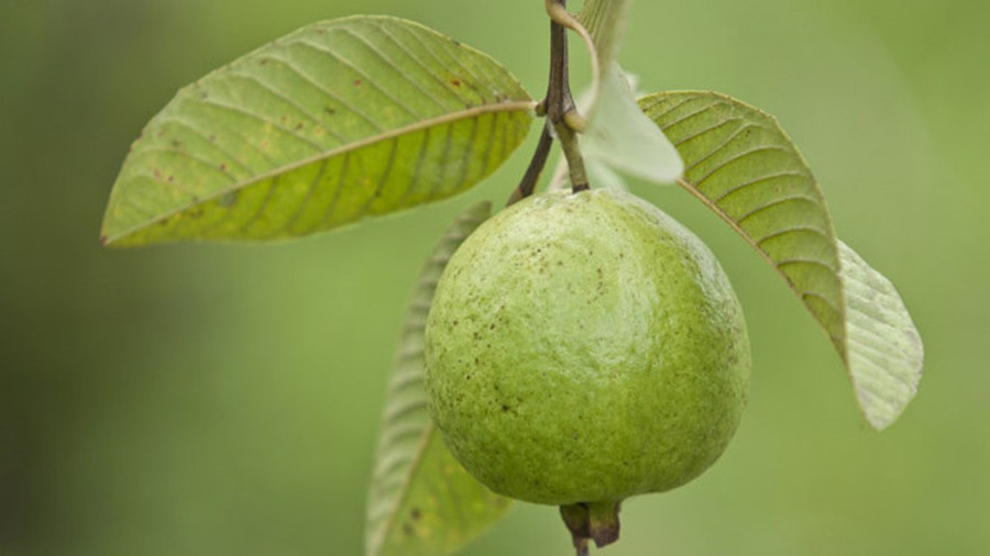 Ổi chứa nhiều vitamin C, gấp 4 lần trái cam Ổi chứa nhiều vitamin C, gấp 4 lần trái cam