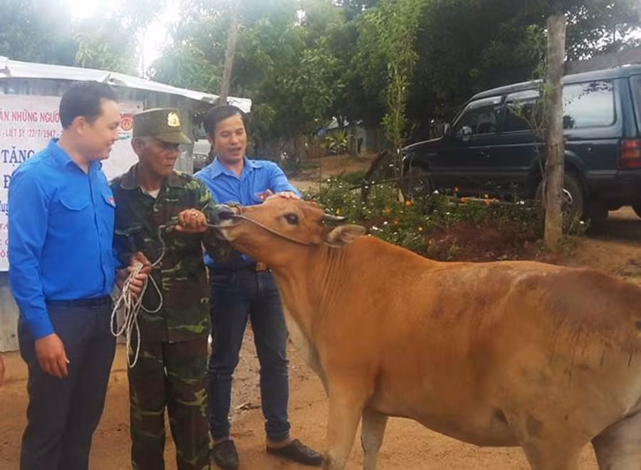  Trao tặng bò cho gia đình ông Đinh Tách. Ảnh: Thống Nhất