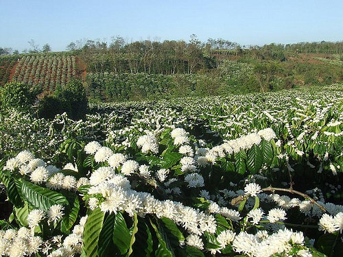 Hoa cà phê nở trắng trời.