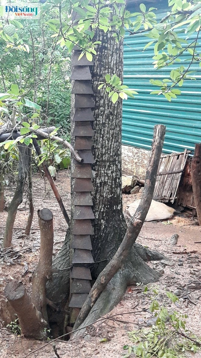 Cây lưỡi cày trong vườn nhà bà Thành đã được tháo dỡ Cây lưỡi cày trong vườn nhà bà Thành đã được tháo dỡ
