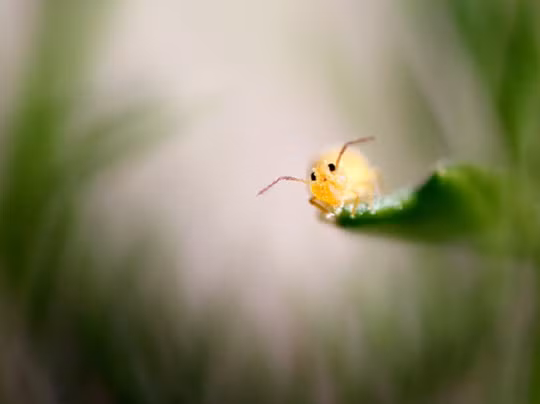 Chú bọ dường như đang muốn nói 