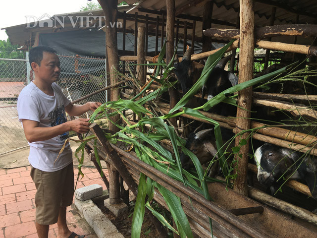 Anh Mừng chăm sóc “đàn dê tiền tỷ”. Anh Mừng chăm sóc “đàn dê tiền tỷ”.