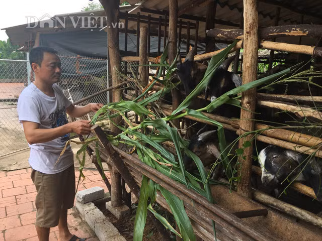 Anh Mừng chăm sóc “đàn dê tiền tỷ”.