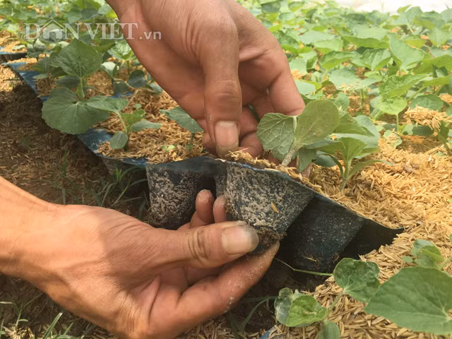 Những hạt dưa leo giống sau khi ngâm nước sạch, ủ nảy mầm sẽ được đưa ra vườn ươm trong khoảng 7 ngày.