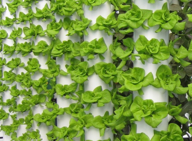 Với phương pháp khí canh, người ta có thể trồng rau quanh năm