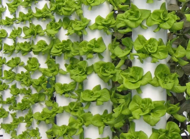 Với phương pháp khí canh, người ta có thể trồng rau quanh năm