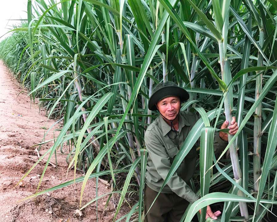 Mô hình trang trại mía của bệnh binh Lê Trọng Phương (ở thôn Đe Kun, xã Pờ Tó) mỗi năm cho thu nhập trên 200 triệu đồng, tạo việc làm thường xuyên cho 5-10 lao động ở địa phương. Ảnh: Đ.P