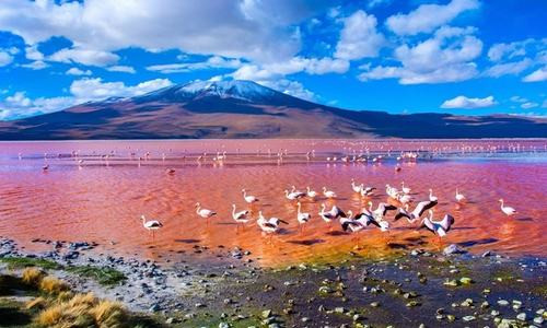 Hồ muối Laguna Colorada ở Bolivia có màu đỏ như máu, do trầm tích lắng đọng và màu sắc của một số loại tảo gây nên. Hồ có chiều dài hơn 10 km, rộng 9,6 km, xung quanh là những đảo muối trắng xóa. Sự kết hợp đầy nổi bật giữa hai màu trắng và đỏ một cách tự nhiên đã khiến hồ trở thành một địa điểm thú vị. Ảnh: iStock.  Hồ muối Laguna Colorada ở Bolivia có màu đỏ như máu, do trầm tích lắng đọng và màu sắc của một số loại tảo gây nên. Hồ có chiều dài hơn 10 km, rộng 9,6 km, xung quanh là những đảo muối trắng xóa. Sự kết hợp đầy nổi bật giữa hai màu trắng và đỏ một cách tự nhiên đã khiến hồ trở thành một địa điểm thú vị. Ảnh: iStock.