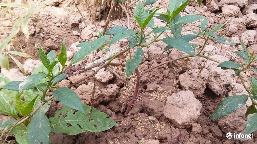  Hình dáng cây thương lục