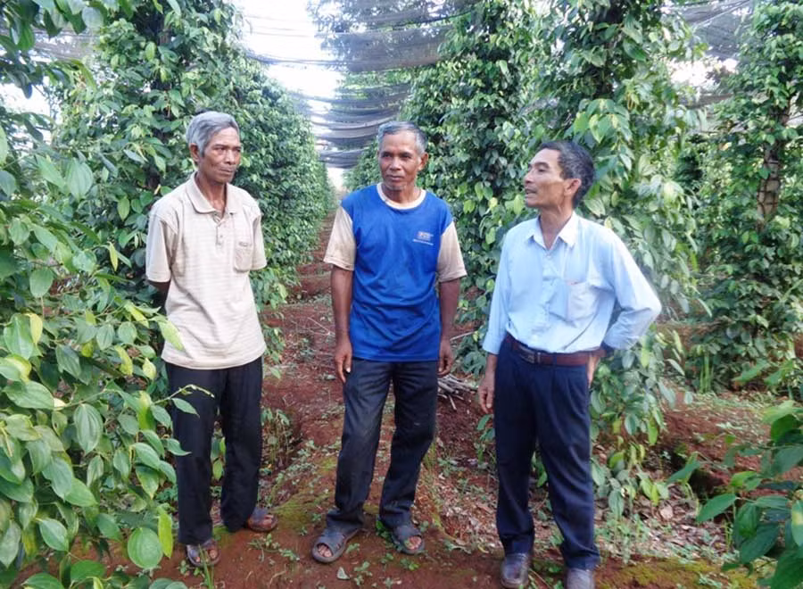  Các hội viên trao đổi kinh nghiệm chăm sóc cây trồng. Ảnh: N.H