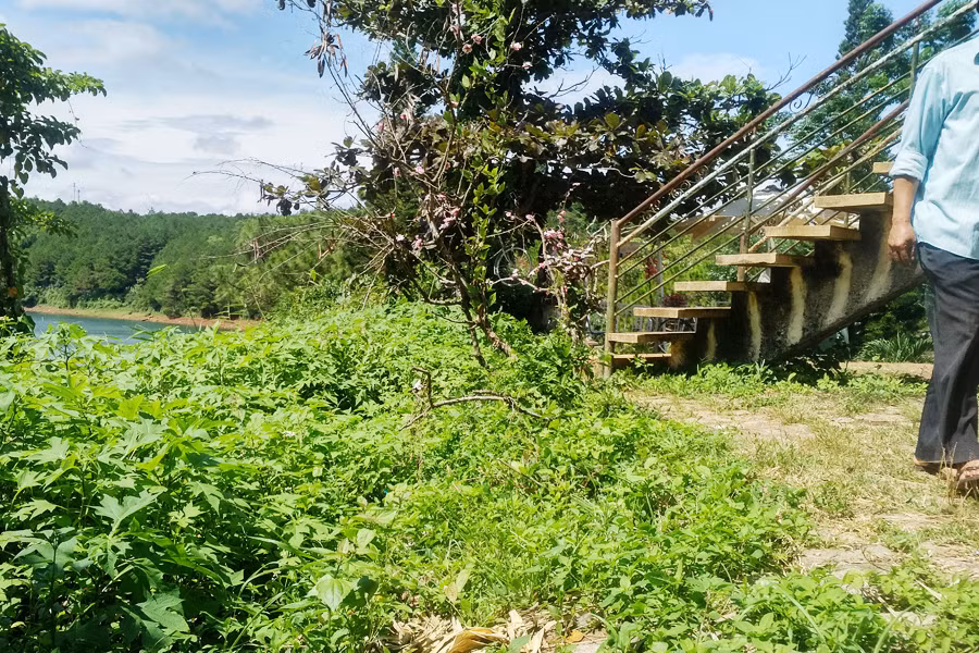 Cỏ dại mọc um tùm trên lối đi Cỏ dại mọc um tùm trên lối đi