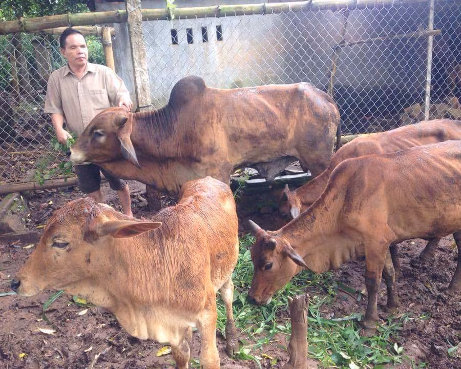  Ông Trần Văn Tư (thôn Thái Hà, xã Ia Yok, huyện Ia Grai) chăm sóc đàn bò của gia đình. Ảnh. Đ.Y