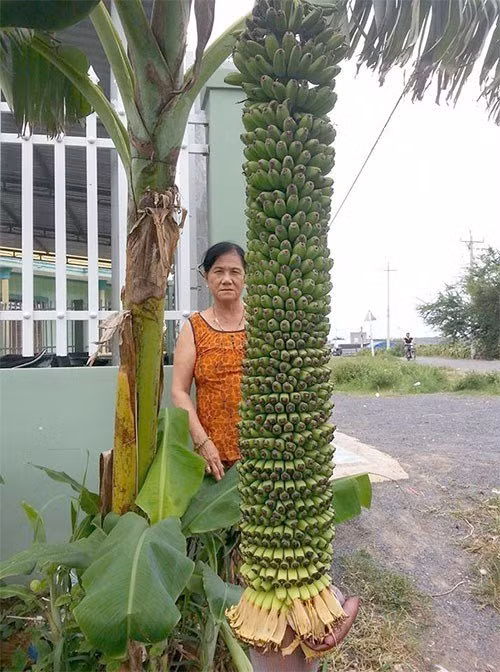 Cây chuối trăm nải đang gây sốt ở Bình Thuận. Ảnh: FB
